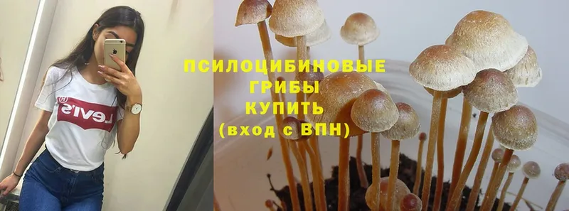 Псилоцибиновые грибы Cubensis  закладка  blacksprut tor  Белогорск 